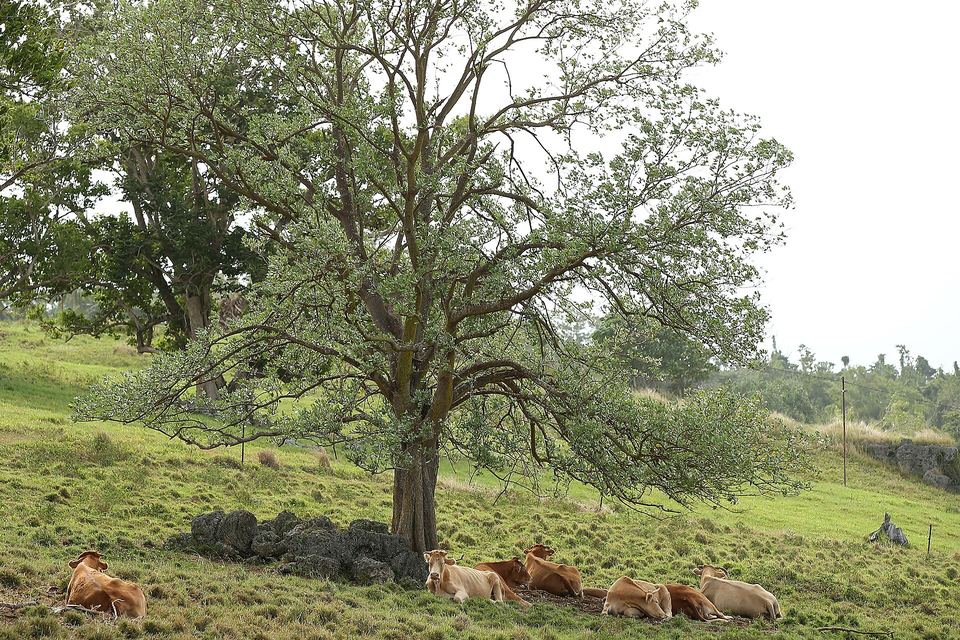 Cattle resting under a large shade tree on VARTC pasture