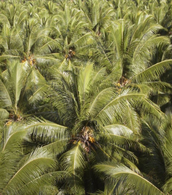 Coconut palm crowns in the plantation canopy