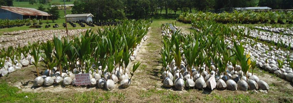 The station coconut nursery: rows of seednuts and seedlings under shade structures